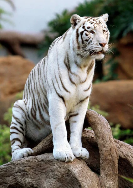 緑の目をした白い虎 — ストック写真