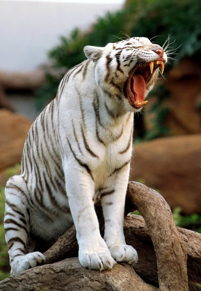 Tigre Branco Com Olhos Verdes — Fotografia de Stock