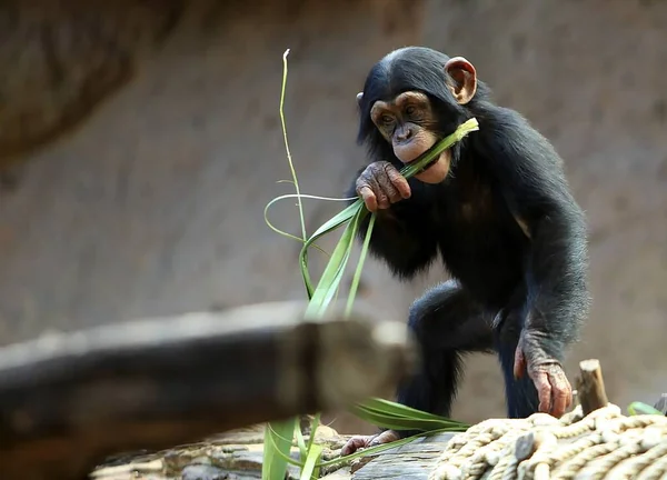 Bayi Simpanse Hitam Primata Hutan — Stok Foto