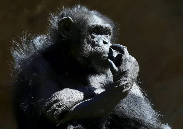 Chimpancés Negros Primates Selva —  Fotos de Stock