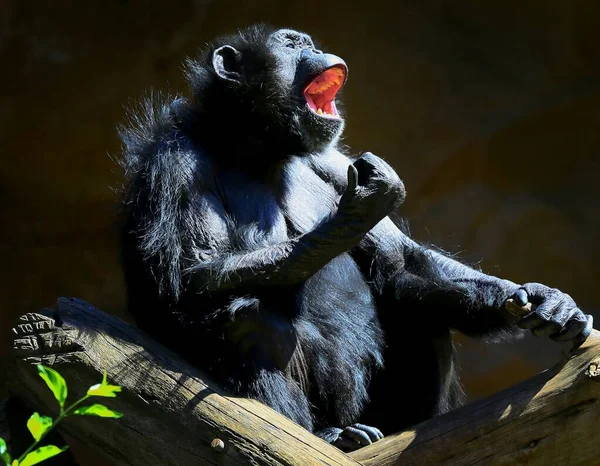 Chimpanzés Negros Primatas Selva — Fotografia de Stock