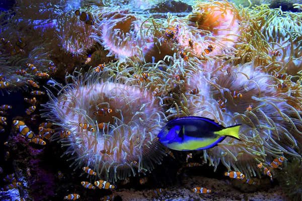 Palyaço Balığı Deniz Şakayıkları — Stok fotoğraf