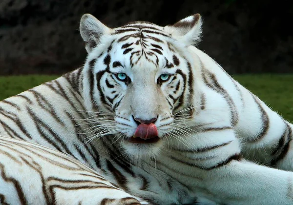 Witte Tijger Met Groene Ogen Stockfoto