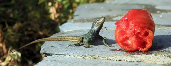 Réptil Lagarto Gallotia Galloti — Fotografia de Stock