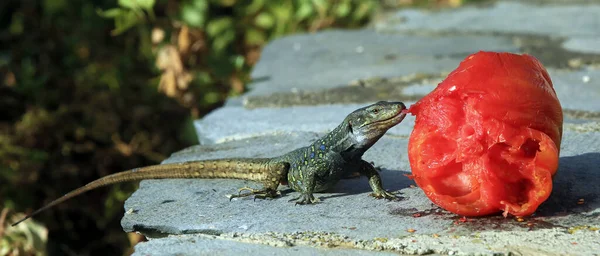 Réptil Lagarto Gallotia Galloti — Fotografia de Stock