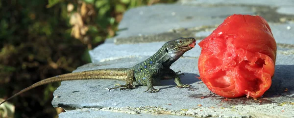 Réptil Lagarto Gallotia Galloti — Fotografia de Stock