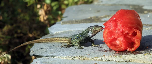 Réptil Lagarto Gallotia Galloti — Fotografia de Stock