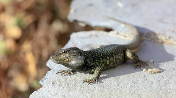 Réptil Lagarto Gallotia Galloti — Fotografia de Stock