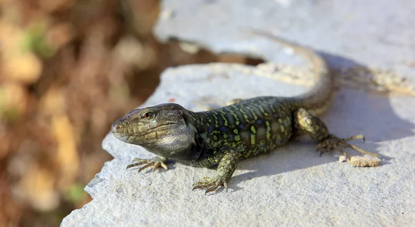Reptile Lizard Gallotia Galloti — Stock Photo, Image