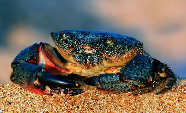 大西洋沿岸的成年螃蟹 免版税图库照片