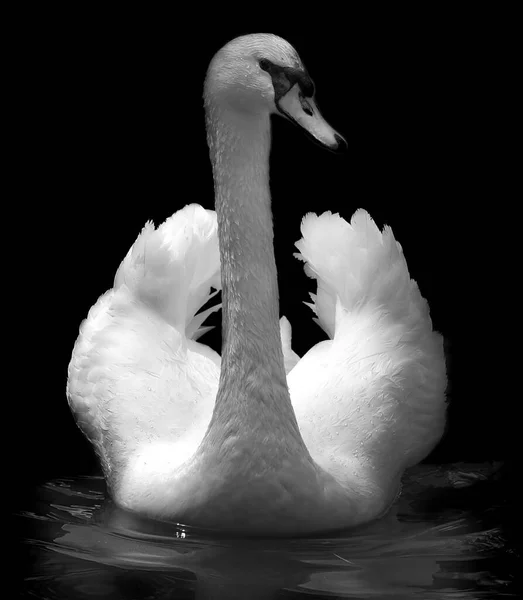 Лебедь Черно Белое Фото — стоковое фото
