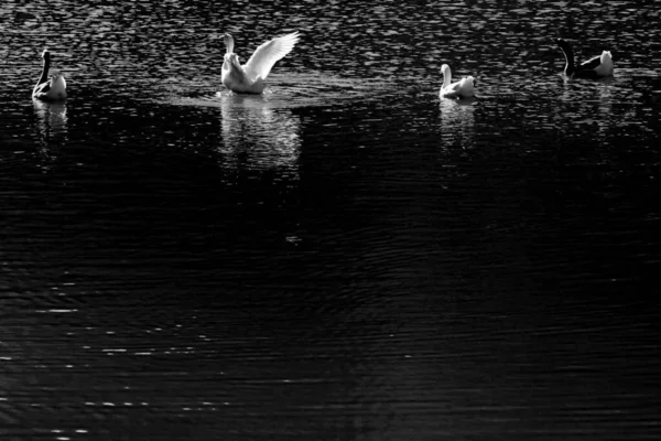 Fåglar Sjön Bakgrund Och Konsistens — Stockfoto