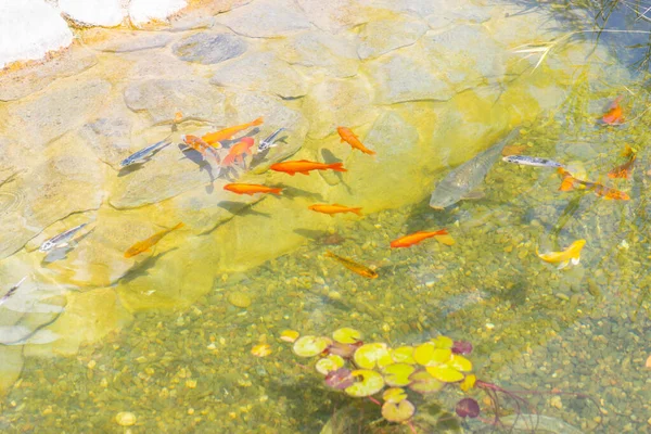 Fische Einem Künstlichen Teich — Stockfoto