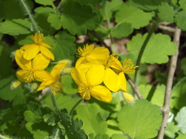  Chelidonium mjus, şifalı bir bitki olarak kullanılır ve alkaloit içerir.