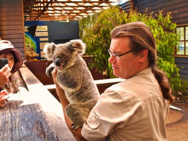 Turistler Sydney, Avustralya 'daki hayvanat bahçesindeki şirin bebek koalaya bakıyorlar..