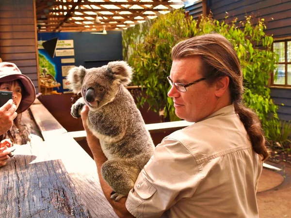 Turistas Estão Olhando Para Bebê Bonito Coala Urso Zoológico Sydney — Fotografia de Stock