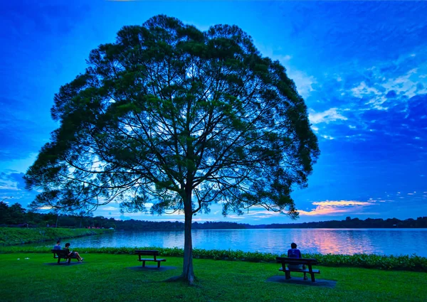 Belle Vue Coucher Soleil Avec Arbre Solitaire Upper Seletar Reservoir — Photo