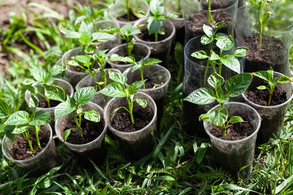 Plastik bardaklarda yeşil biber fideleri