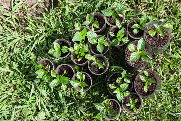 Plastik bardaklarda yeşil biber fideleri