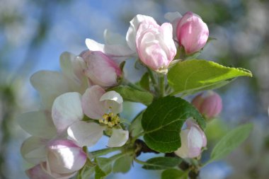 Narin pembe ve beyaz çiçekleri ve parlak yeşil yaprakları olan çiçek açan elma dalı.