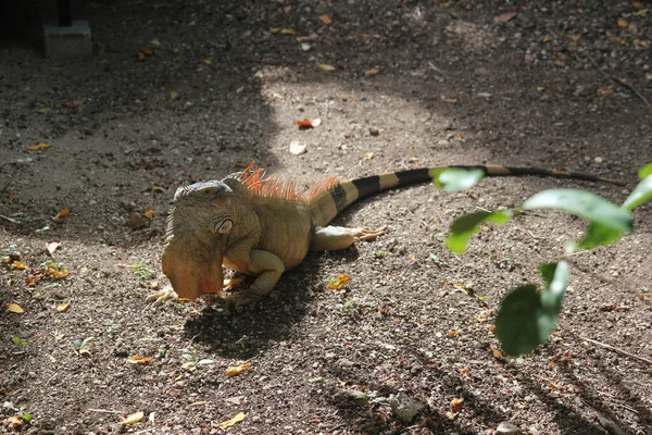 Zielona Iguana Dziczy Meksykańskiej Wyspie Cozumel — Zdjęcie stockowe