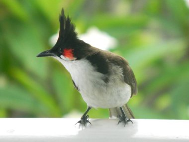 Yakın plan - sevimli Kızıl Bıyıklı gerçek bir bulbul Bölgesini dikkatlice inceler