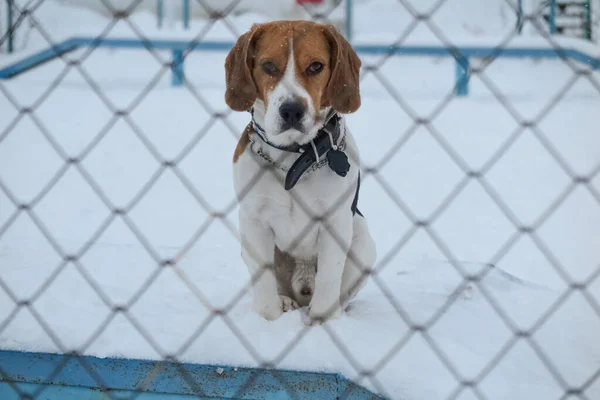 Köpek, köpek gezdirmek için çitli bir alanda sahibini bekliyor.