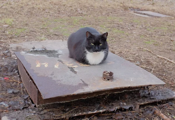 Kara kedi kanalizasyon kapağında oturur.