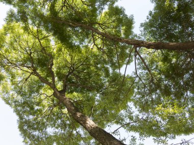 Baharda eski karaağaçların tacı