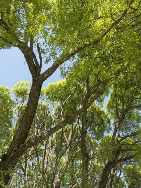 Baharda eski karaağaçların tacı