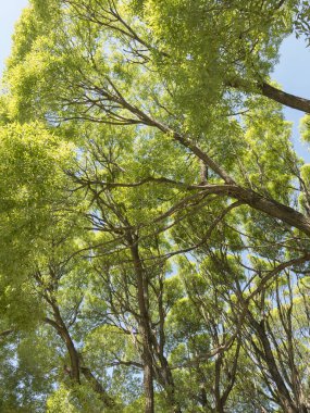 Baharda eski karaağaçların tacı