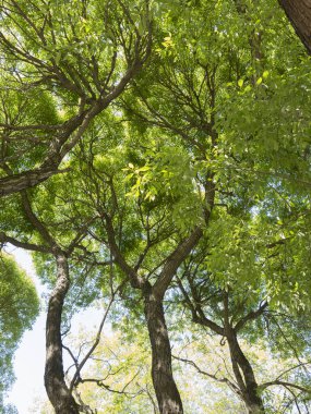 Baharda eski karaağaçların tacı