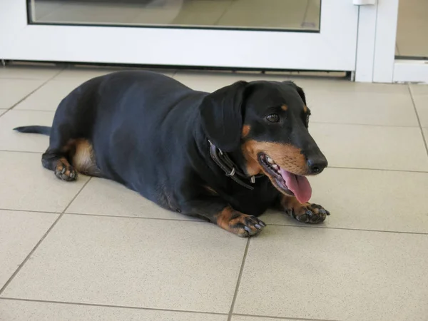 Dili dışarı sarkık siyah bir köpek dükkanın girişindeki bir fayansta yatıyor.