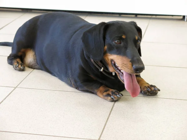 Dili dışarı sarkık siyah bir köpek dükkanın girişindeki bir fayansta yatıyor.