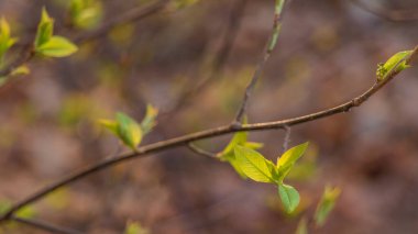 İlkbahar, küçük yapraklı bir dal