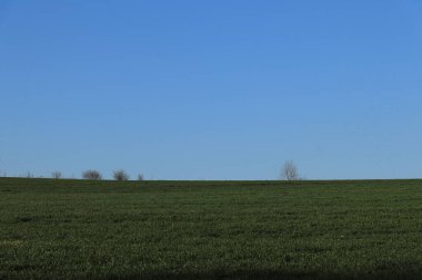 Bahar tarlası, kış buğdayı, mavi gökyüzü