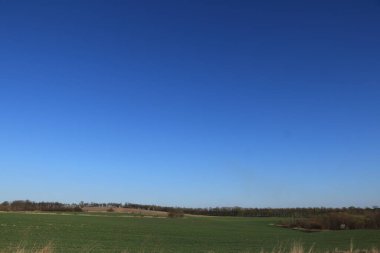 Bahar tarlası, kış buğdayı, mavi gökyüzü