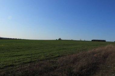 Bahar tarlası, kış buğdayı, mavi gökyüzü