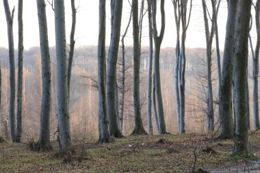 Günbatımında, mor alacakaranlık, manzara, ağaçlar