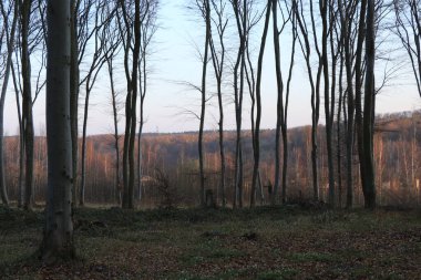 Günbatımında, mor alacakaranlık, manzara, ağaçlar