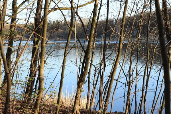 Весна Поле Дерева Ліс Природа Ліс Пейзаж Зелений Трава Небо — стокове фото