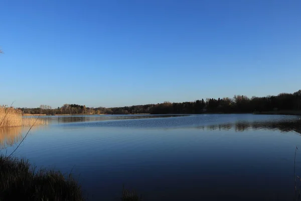 Rotkehlchen Vogelkirschblüte Sonniges Wetter Blauer Himmel Hintergrund Schön Schönheit Blüte — Stockfoto