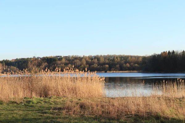 Frühling Feld Bäume Wald Baum Natur Wald Landschaft Grün Gras — Stockfoto