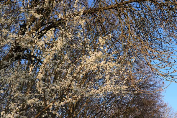 Цветок Вишни Солнечная Погода Голубое Небо Фон Красивая Красота Цветок — стоковое фото