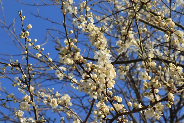 Цветок Вишни Солнечная Погода Голубое Небо Фон Красивая Красота Цветок — стоковое фото
