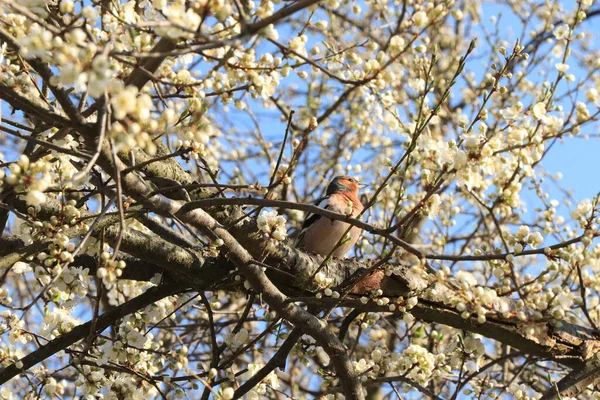 Rotkehlchen Vogelkirschblüte Sonniges Wetter Blauer Himmel Hintergrund Schön Schönheit Blüte — Stockfoto