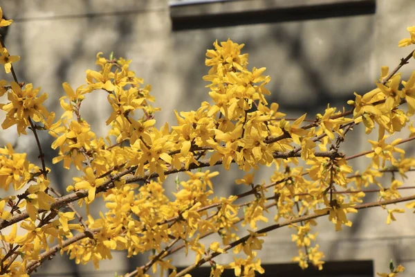 Forsythia Желтые Цветы Куст Желтыми Цветами — стоковое фото