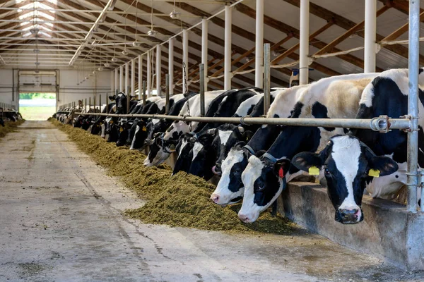 Vacas Leiteiras Que Comem Forragem Feno Moderna Fazenda Vaqueiros Fazenda — Fotografia de Stock