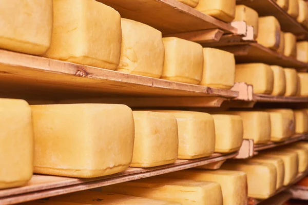 Rows of heads of cheese in maturing storehouse dairy cellar on shelves