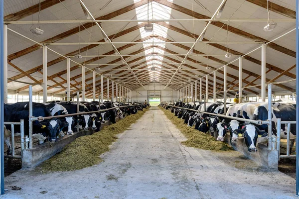 Konzept Der Kuhhaltung Landwirtschaft Und Viehzucht Herde Von Kühen Die — Stockfoto